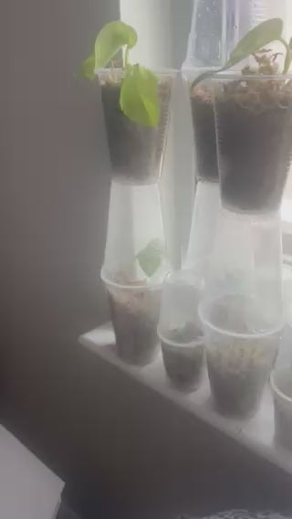 🌿 Golden Pothos Starts for Sale 🌿